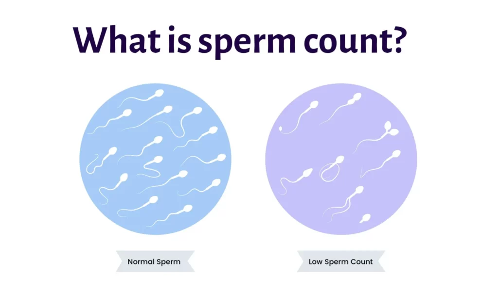 What is Sperm Count