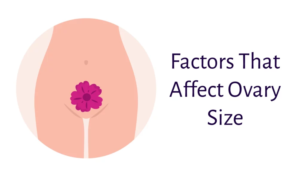 Factors Affect Ovary Size
