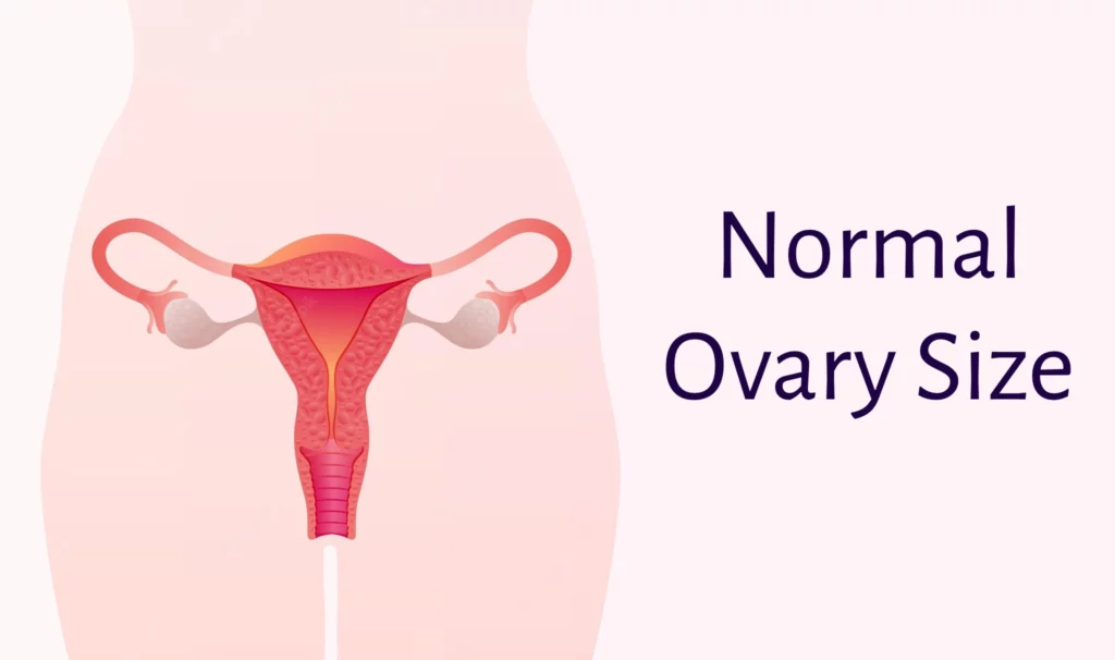 Normal Ovary Size
