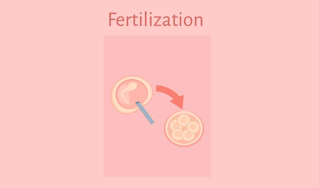 Fertilisation in IVF