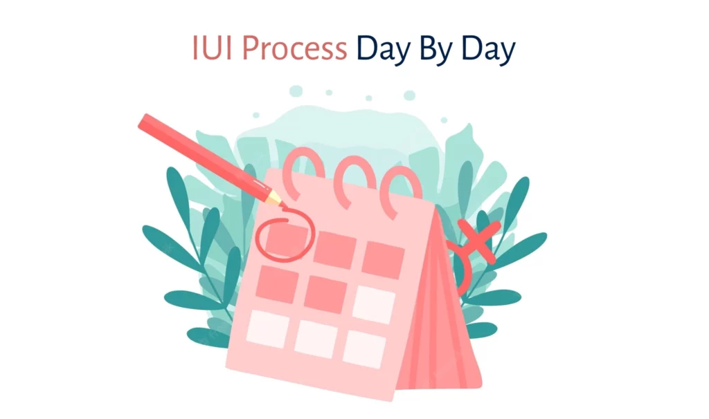 IUI Process Day by Day