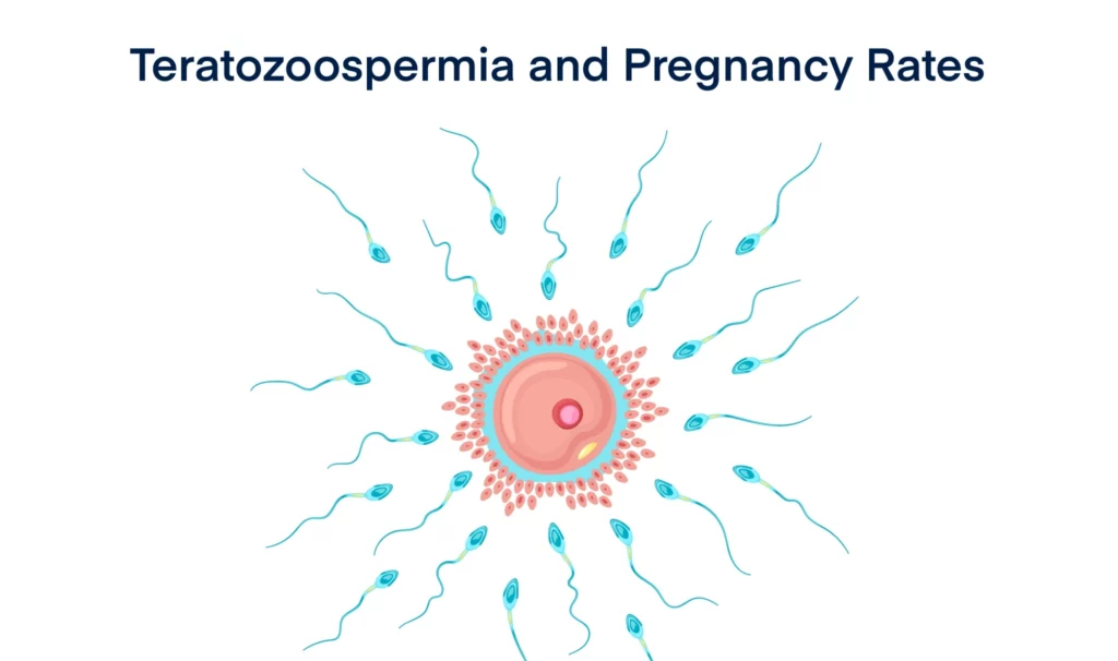 Teratozoospermia and Pregnancy Rates