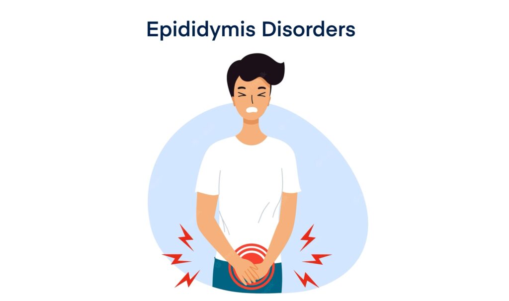 Epididymis Disorders