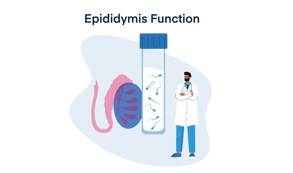 Epididymis Function
