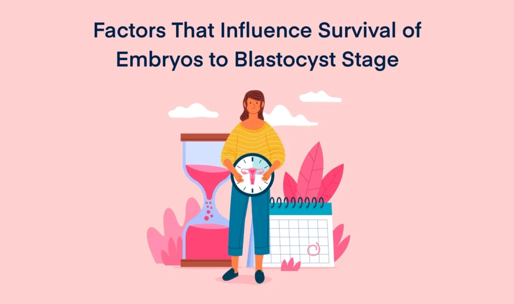 Factors That Influence Survival of Embryos to Blastocyst Stage