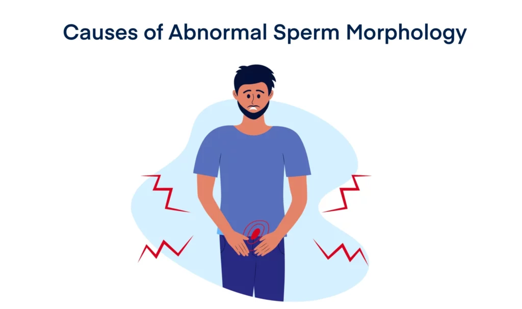 Causes of Abnormal Sperm Morphology