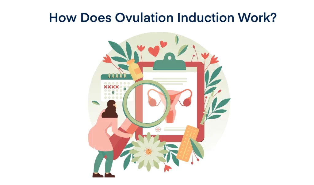 How Does Ovulation Induction Work