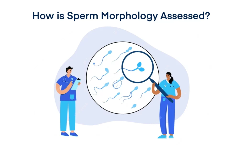 How is Sperm Morphology Assessed