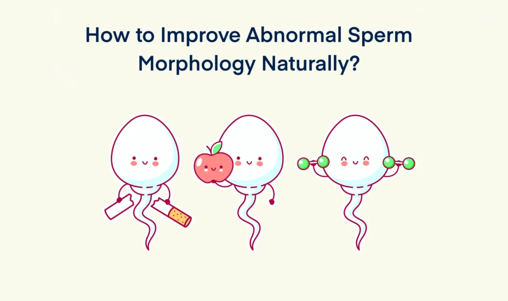 How to Improve Abnormal Sperm Morphology Naturally
