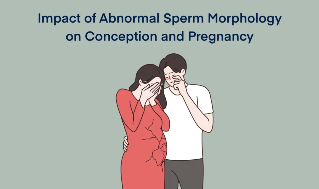 Impact of Abnormal Sperm Morphology on Conception and Pregnancy