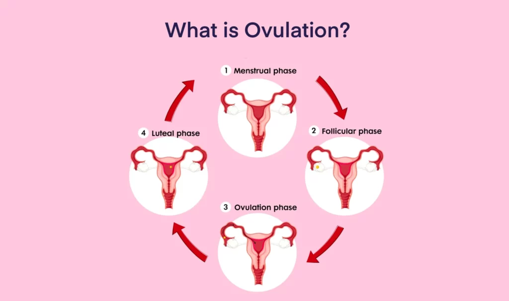 What is Ovulation