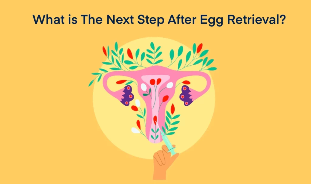 What is the Next Step after Egg Retrieval